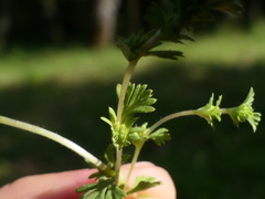 Alchemilla australis