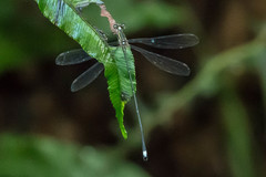 Ecchlorolestes nylephtha