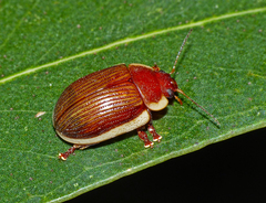 Paropsisterna subcostata