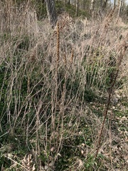 Verbascum thapsus