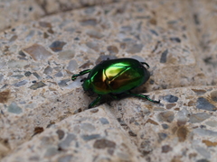 Macraspis chrysis