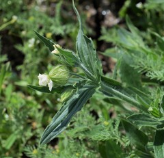 Silene latifolia