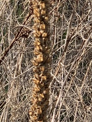 Verbascum thapsus