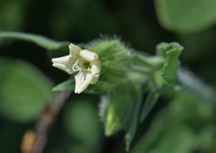 Silene latifolia