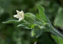 Silene latifolia