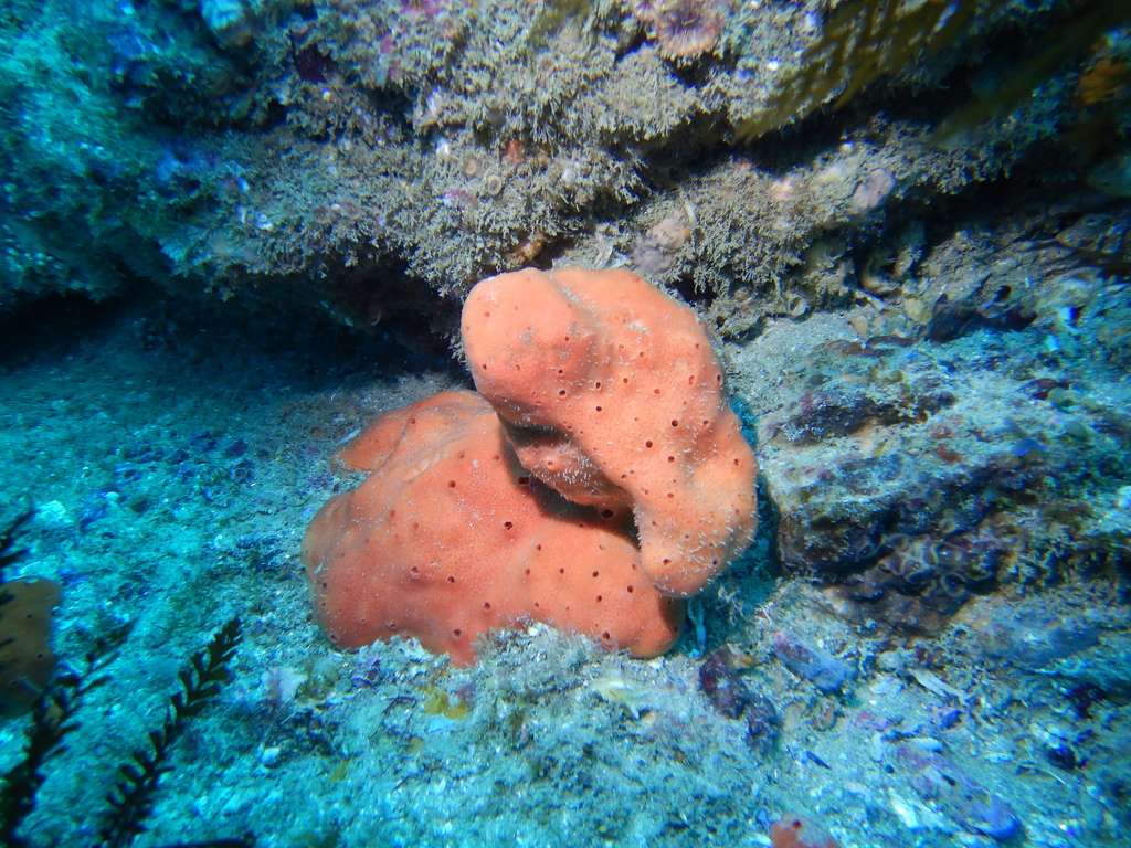 Mexican Dragmacidon