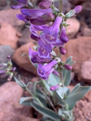 Penstemon lentus lentus