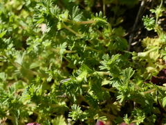 Alchemilla australis