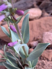 Penstemon lentus lentus