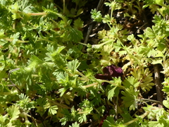 Alchemilla australis