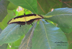 Heraclides androgeus reyesorum