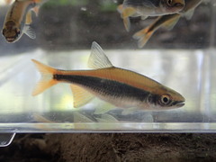 Pteronotropis euryzonus