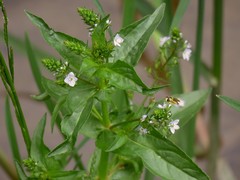 Veronica anagallis-aquatica