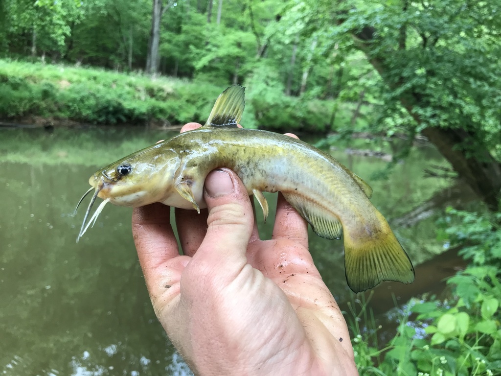 Flat Bullhead