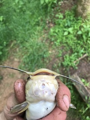 Ameiurus platycephalus