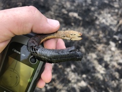 Ophisaurus attenuatus