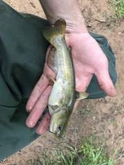 Ameiurus platycephalus