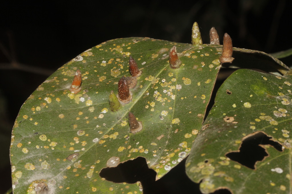 Trioza anceps