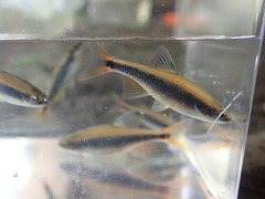 Pteronotropis euryzonus