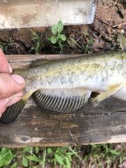 Ameiurus platycephalus