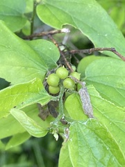 Celticecis oviformis