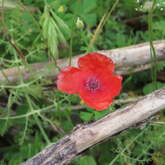 Papaver dubium dubium