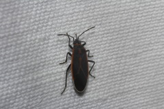 Melacoryphus circumlitus