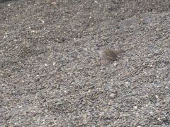 Zonotrichia atricapilla