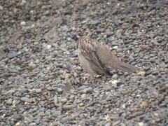 Zonotrichia atricapilla
