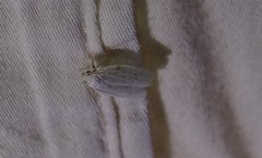 Antaeotricha albulella