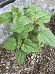 Ageratina altissima