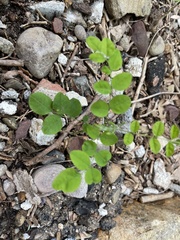 Robinia pseudoacacia