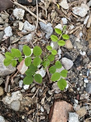 Robinia pseudoacacia