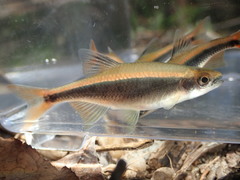 Pteronotropis euryzonus