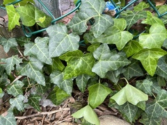 Hedera helix