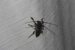 Aegomorphus circumflexus