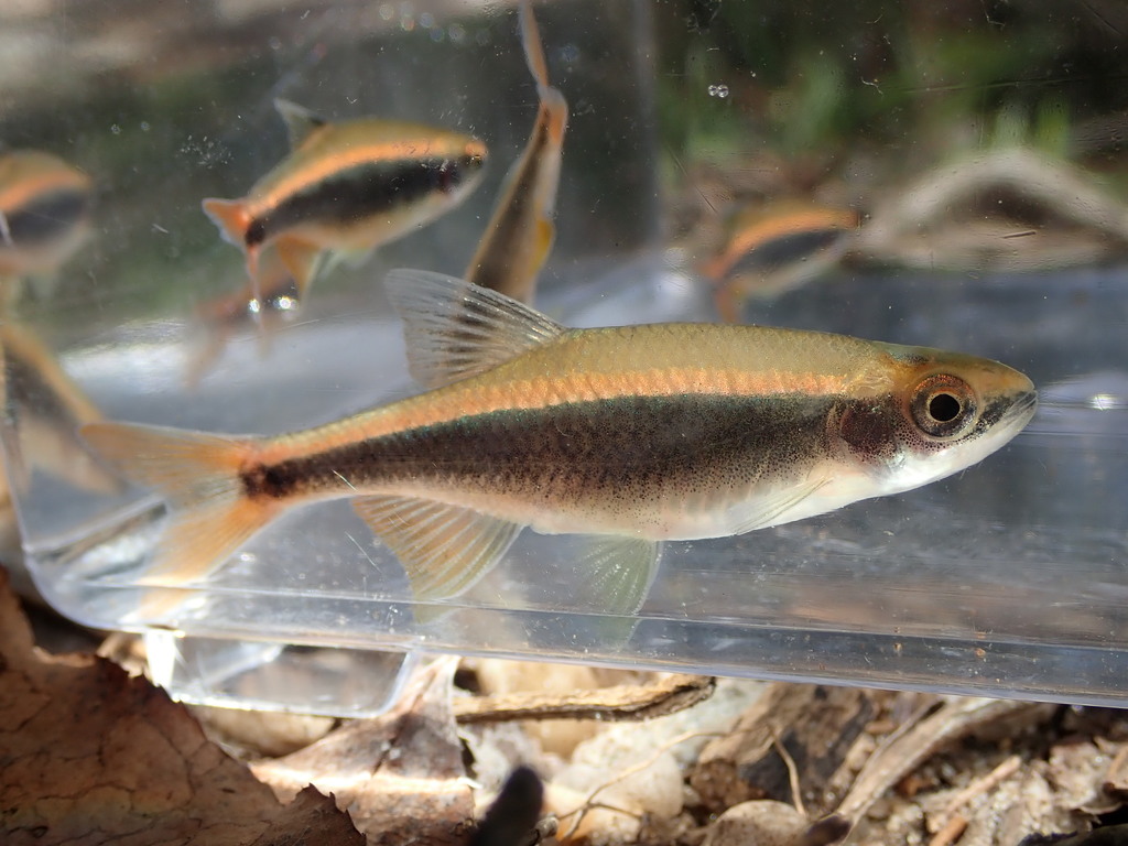 Broadstripe Shiner