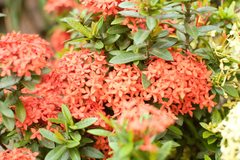 Ixora