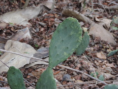 Opuntia stricta