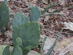 Opuntia stricta