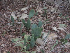Opuntia stricta