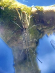 Tetragnatha montana