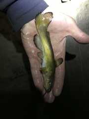 Ameiurus brunneus