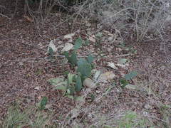 Opuntia stricta