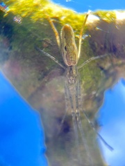 Tetragnatha montana