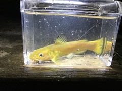 Ameiurus brunneus
