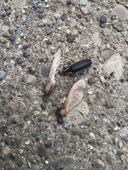 Pyractomena borealis