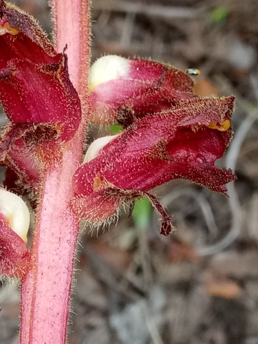 Image of Orobanche variegata by (c) Karim Haddad, some rights reserved (CC BY)