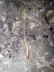 Dicellophilus limatus