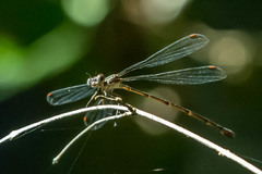 Ecchlorolestes nylephtha